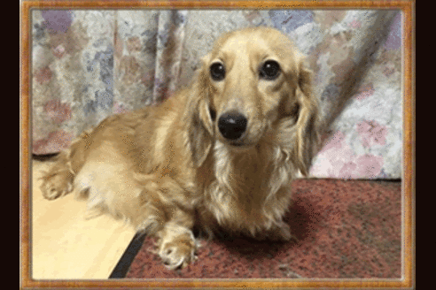 販売中のミニチュアダックスフンド(ロングヘアード)の親犬